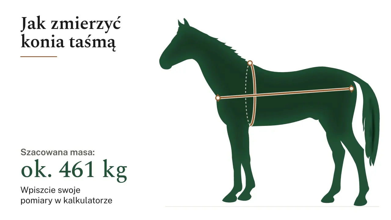 Koń z profilu z zaznaczonymi miejscami pomiaru taśmą